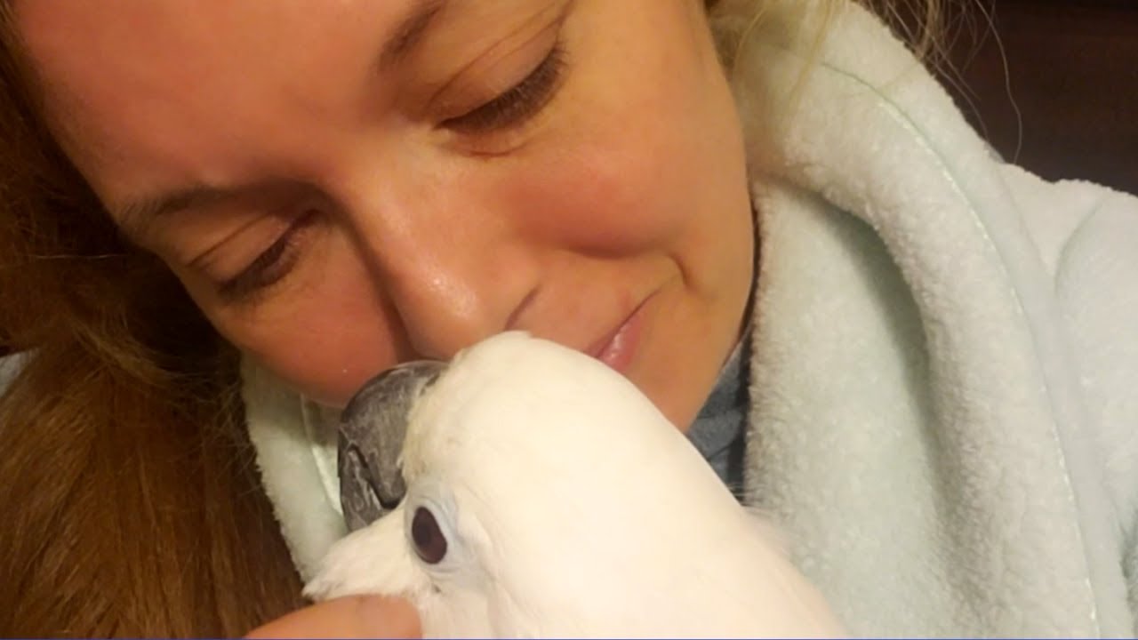 My Rescue Cockatoo Scared Me by Biting Her Feet | Update