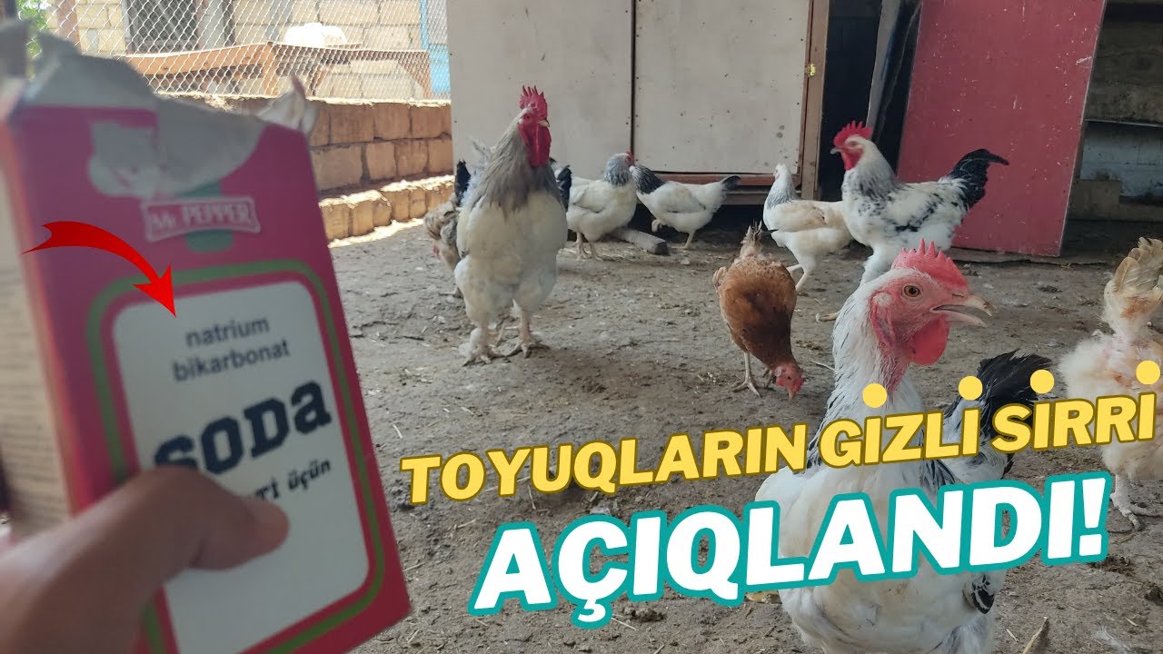 Toyuqlarınıza sodalı su verin – Möcüzəni özünüz görün!