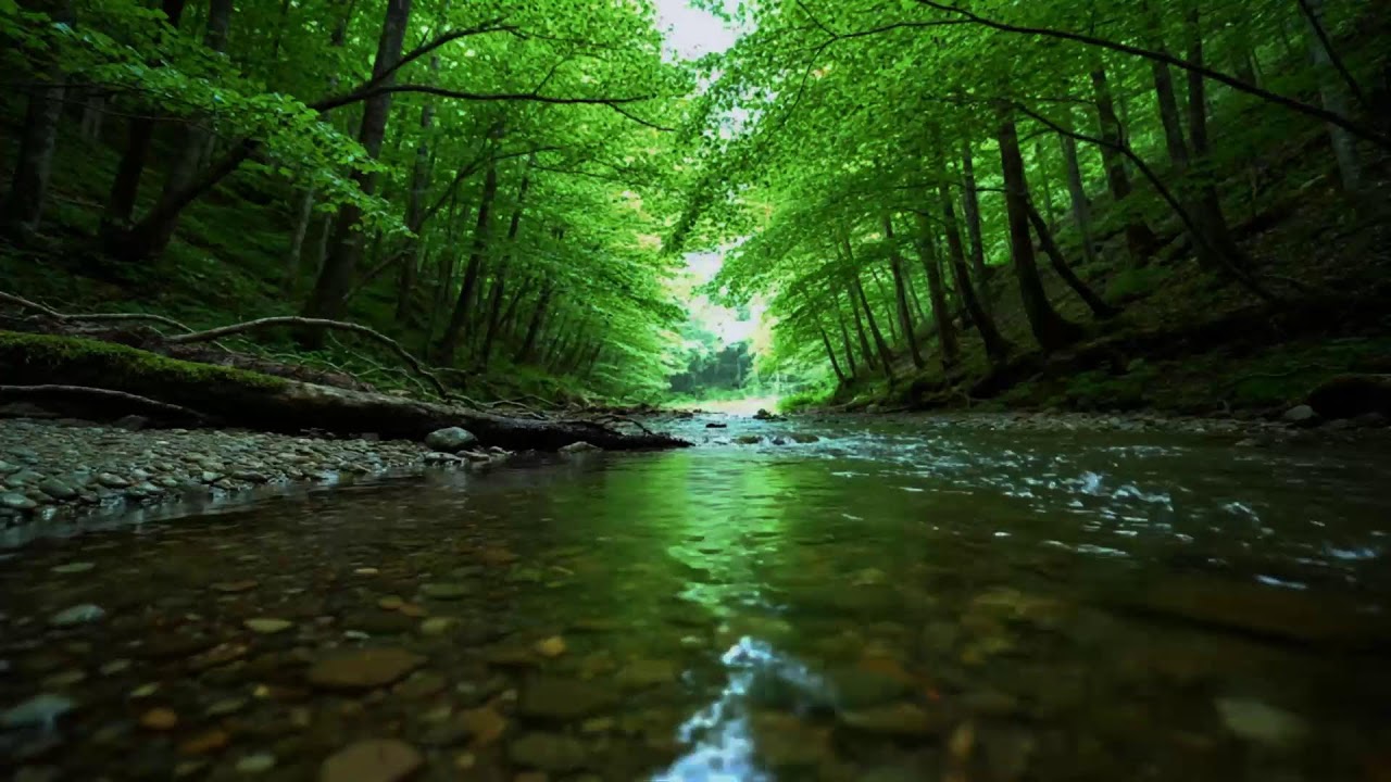 Beautiful Birdsong Deep in the Forest 🌿 Nightingale Singing & Relaxing Nature Sounds for Sleep, Rela