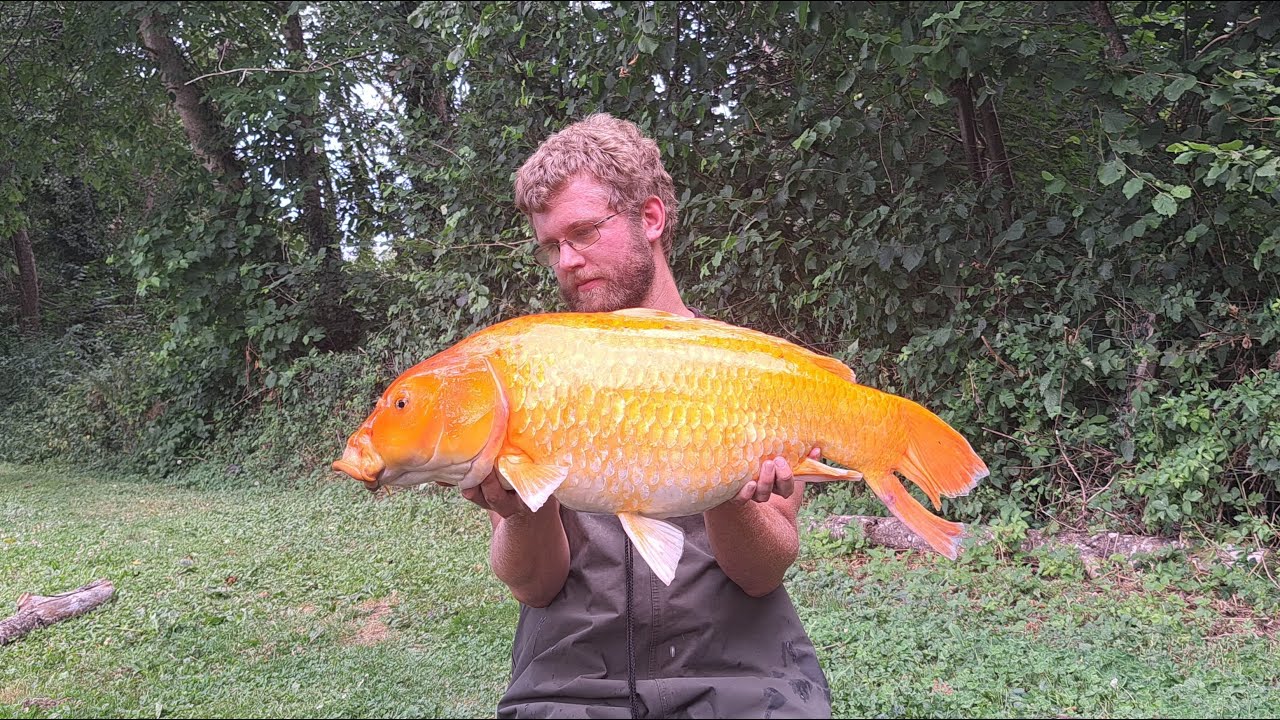 Carpfishing - Eden Carpe - Sainte-Anne - Juillet 2023