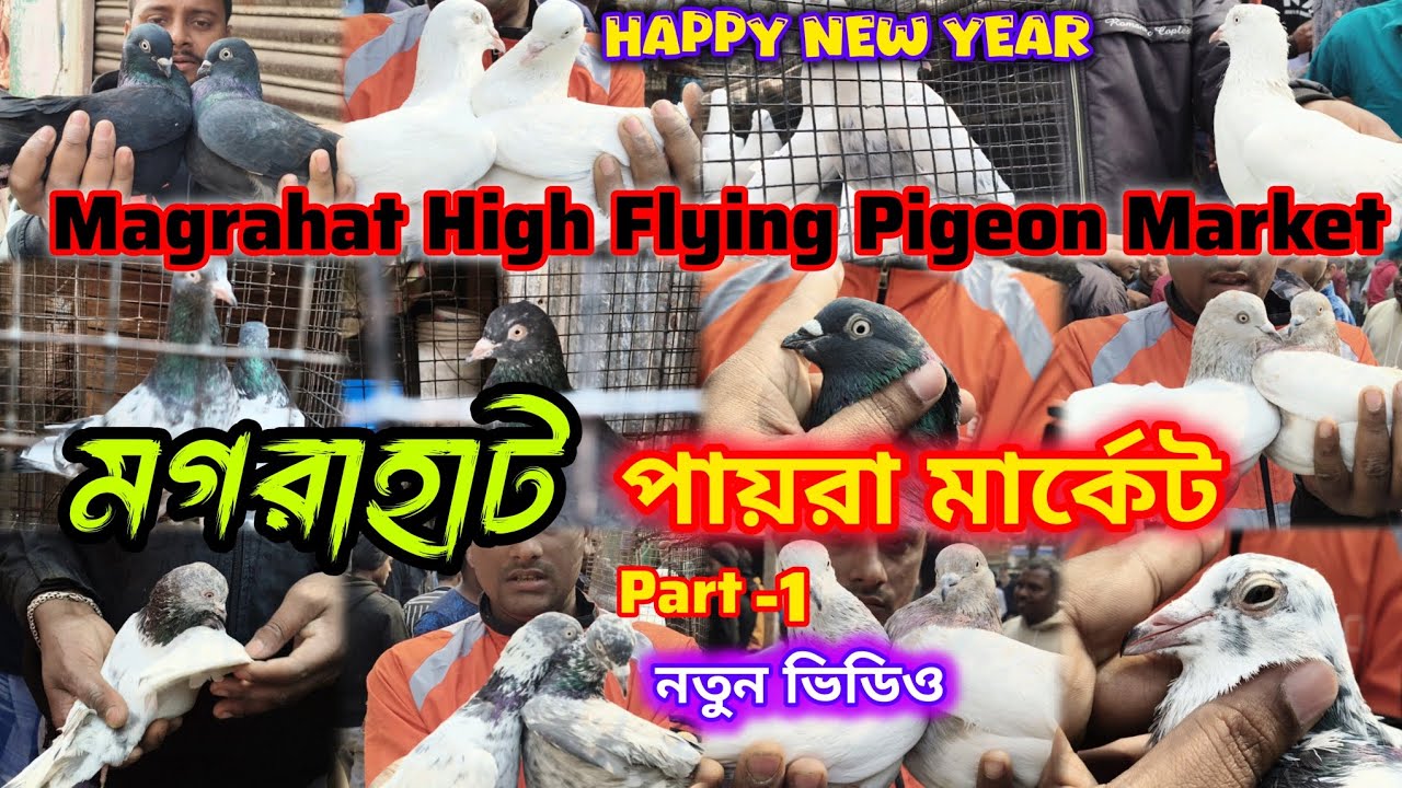 মগরাহাটে কালা সবুজ, কাল দুমা দারুন কালেকশন 🔥 Magrahat High Flying Pigeon Market.নতুন ভিডিও 