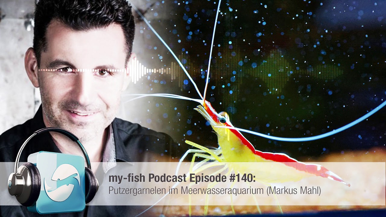 my-fish.org - Putzergarnelen im Meerwasseraquarium (Markus Mahl)