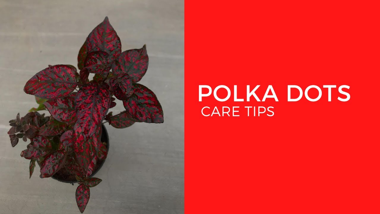 || HYPOESTES PHYLLOSTACHYA || POLKA DOT PLANT || CARE TIPS ||