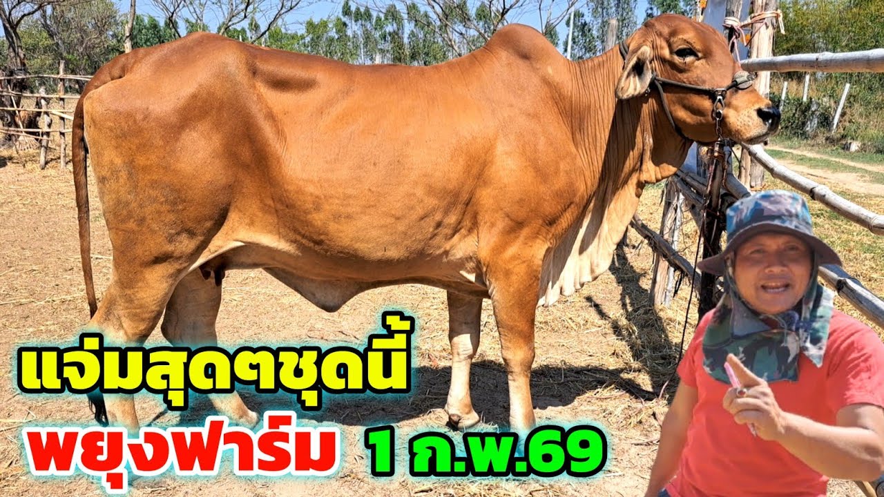 แจ่มสุดๆ‼️1 ก.พ.69 พยุงฟาร์มชุดใหม่ ทีเด็ดวัวงาม ของดีล้วนๆ ใครกำลังหาวัวเลี้ยง รีบเลือกชมกันเลย