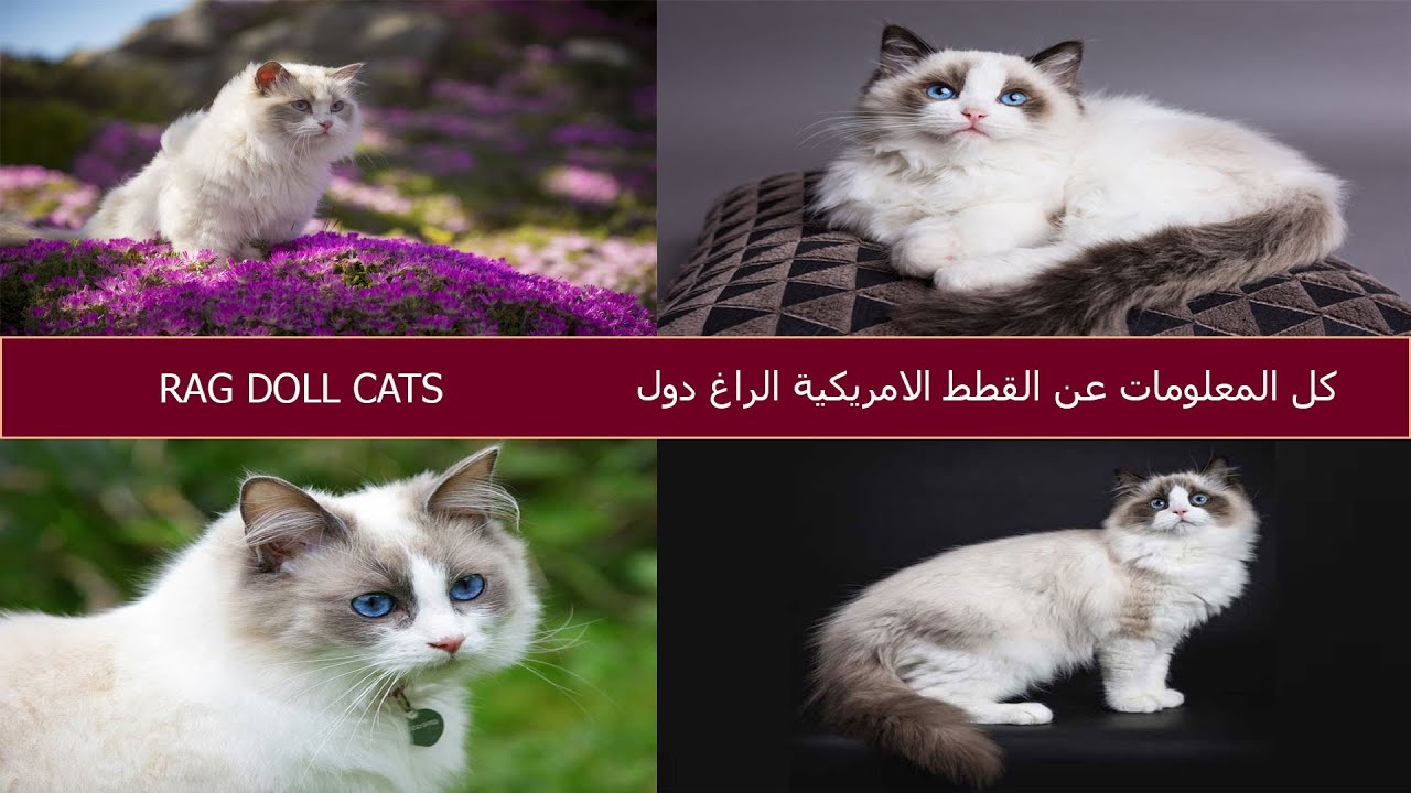 كل المعلومات عن القطط الامريكية راغ دول RAG DOLL CATS