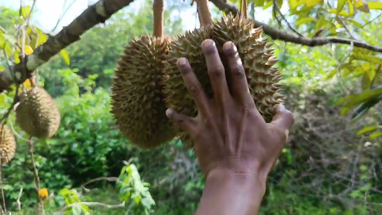 ❌️TERJUAL kebun durian harga 130rb/m. luas total  7900m. ada 3 SHM berjejeran. 3500m+2200m+2200m.