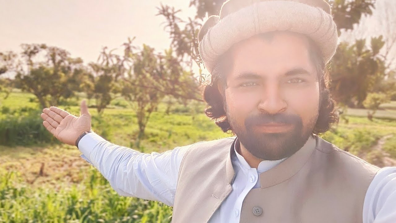 Haripur Hazara village | Green land #haripurhazara #zaitoon #olivetree