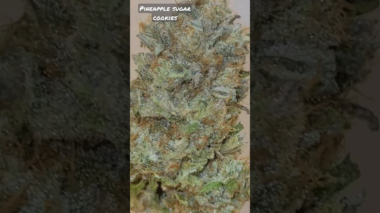 Pineapple Sugar Cookies High Alpine Genetic