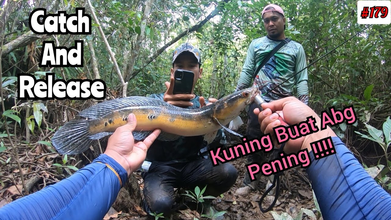 Strike kerandang Banyak Dikawasan ini || Berjaya Unlock Spesis Snakedhead Rare