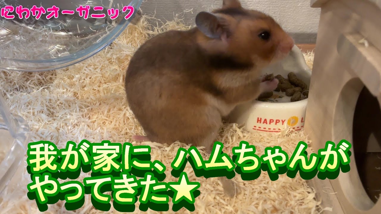 ゴールデンハムスター、ミルクちゃん❤好きすぎて滅！EP.６