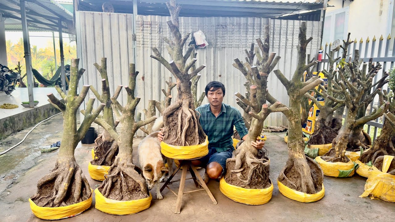 PHÔI MAI VÀNG ngày 01/O3/2026 (#O8669O1747 NGÂN ) PHÔI MAI VÀNG -  @bonsai Can Tho