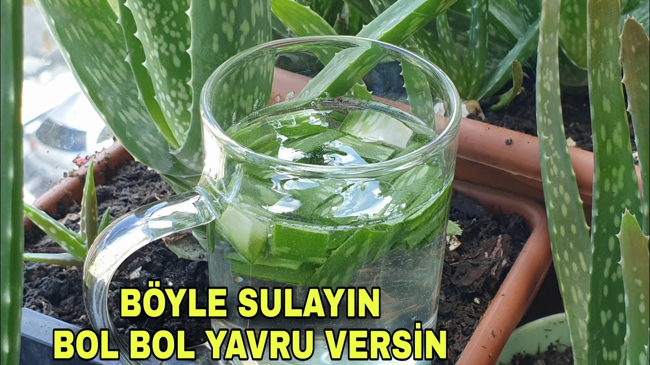 Aloe Vera'larınızdan YAVRU FIŞKIRMASI Ve HIZLI BÜYÜMESİ İçin Böyle Su Verin, Aloe Vera Sırlarım