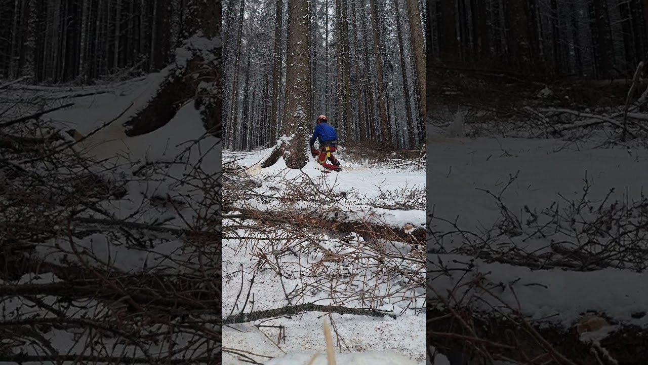 Sehr dicke Käferfichte am Hang mit der Husqvarna 371 XP und Valfix fällen!