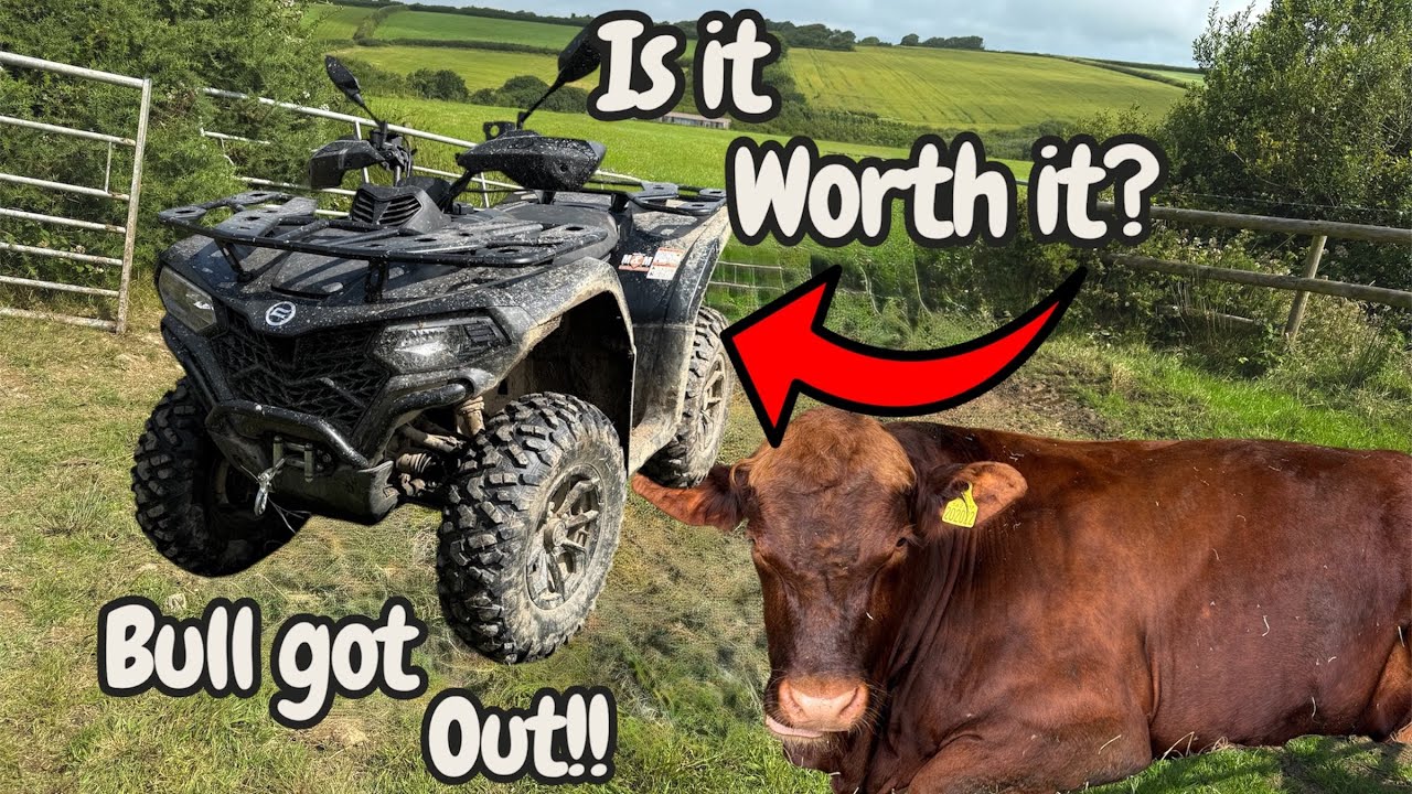 Brand new quad bike. Bull got out! Feeding and checking some animals