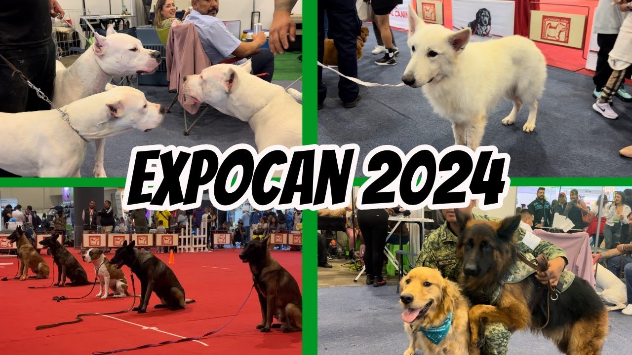 razas EXÓTICAS, perros de TRABAJO, CELEBRIDADES caninas, concursos de belleza...