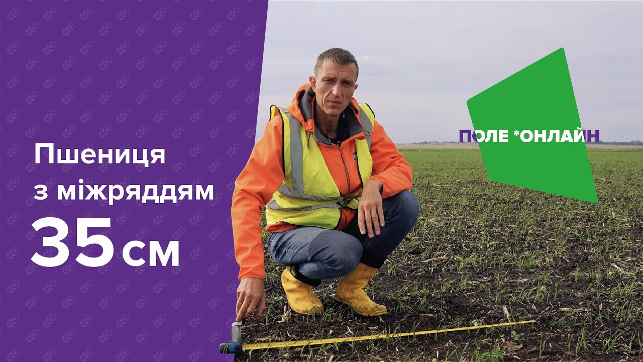 Посів пшениці сівалкою точного висіву з міжряддям 35 сантиметрів