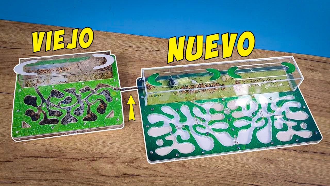¡MUDÉ a mis HORMIGAS a un NUEVO FORMICARIO! ¡Mis hormigas ya tienen 7 años!