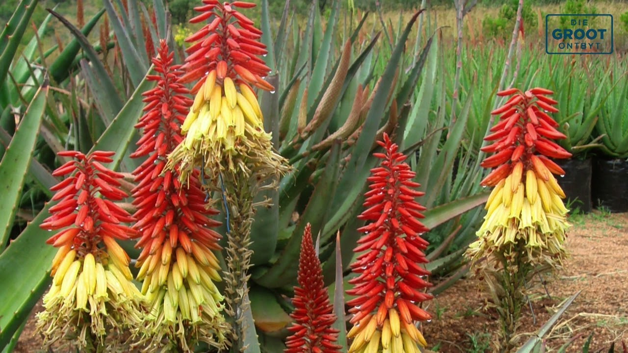 Tuinmaak vir n kleurvolle herfs