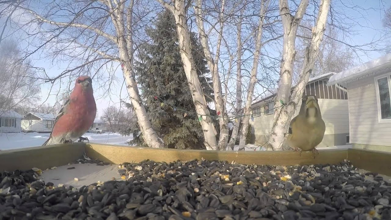 Backyard Birds of Manitoba