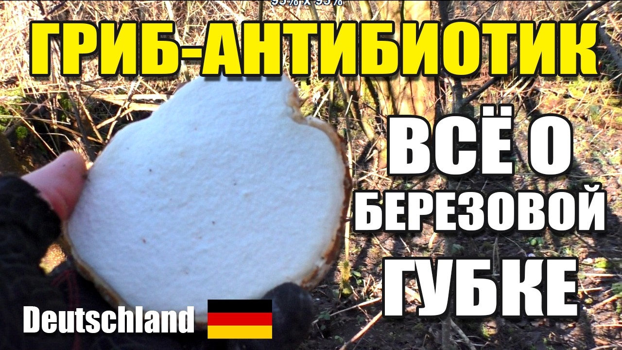 БЕРЕЗОВАЯ ГУБКА - ВСЁ О ГРИБЕ. Где, когда растет, лекарственные свойства.