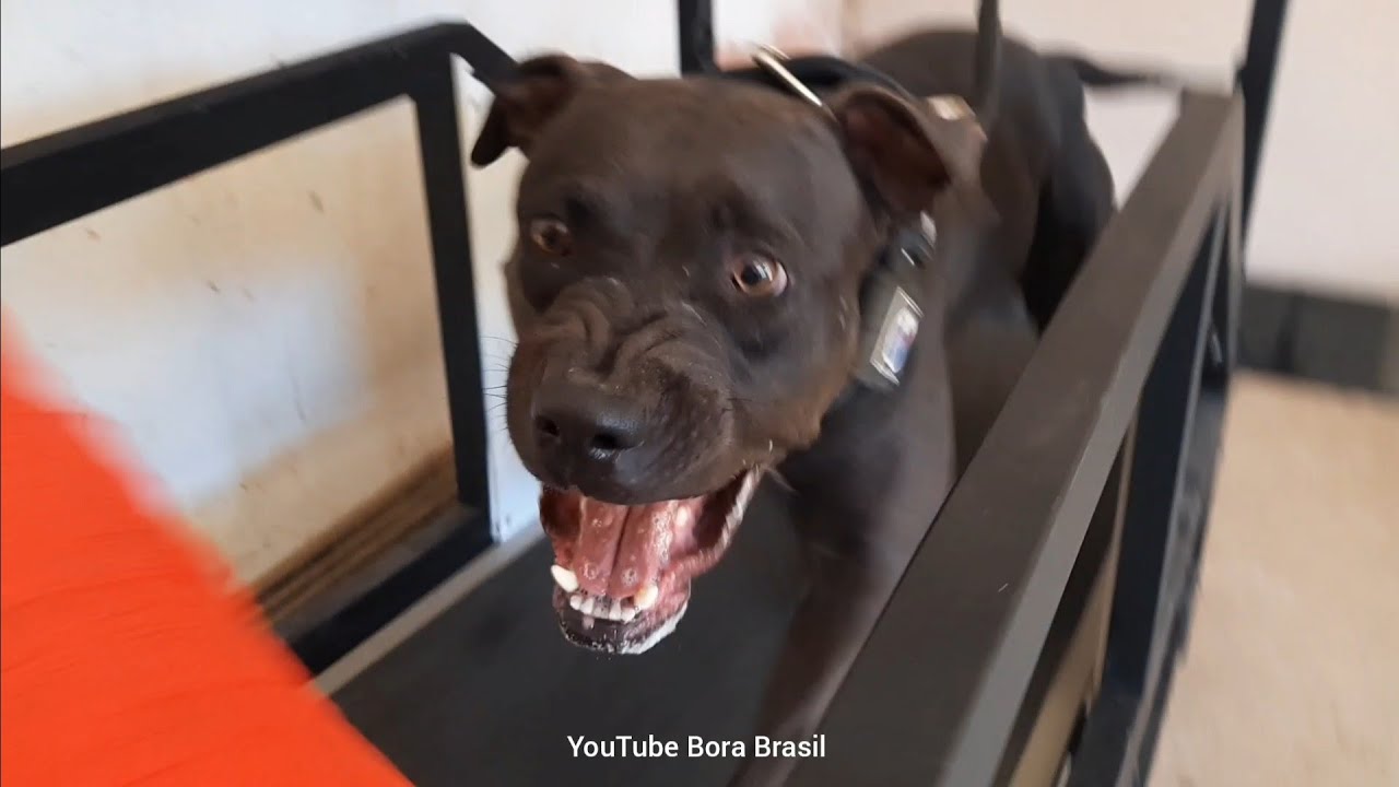 PITBULL MIUXA E ANGEL EMPOLGADAS NA ESTEIRA