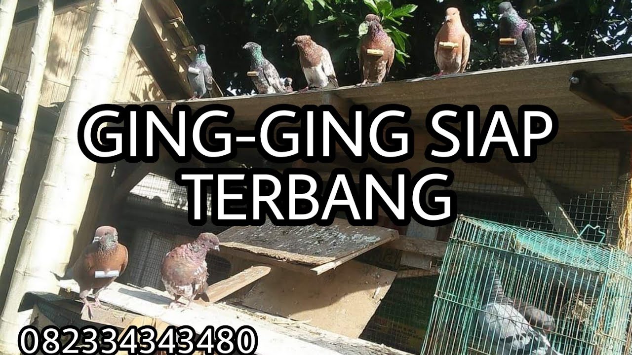 MERPATI GING GING ASLI TANPA EDITAN,  082334343480
