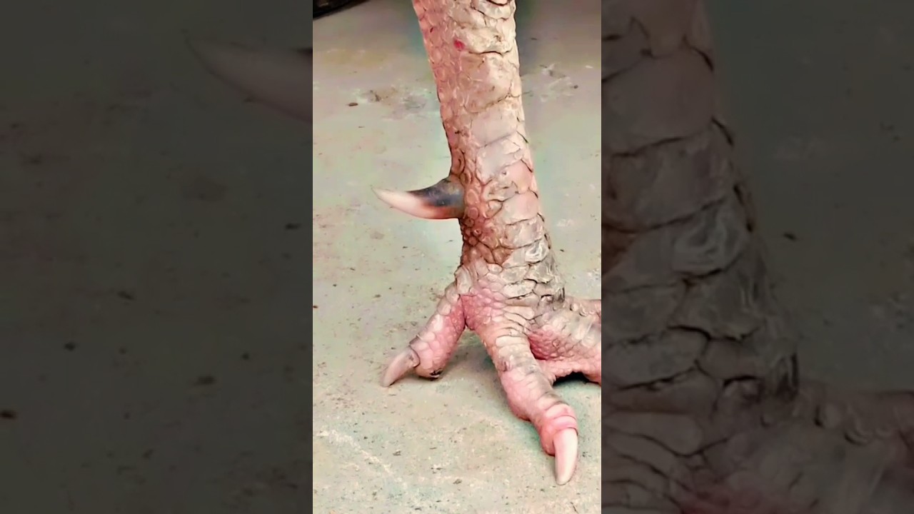 Aseel Murga Java Murga #birds #shortvideo #aseelmurga