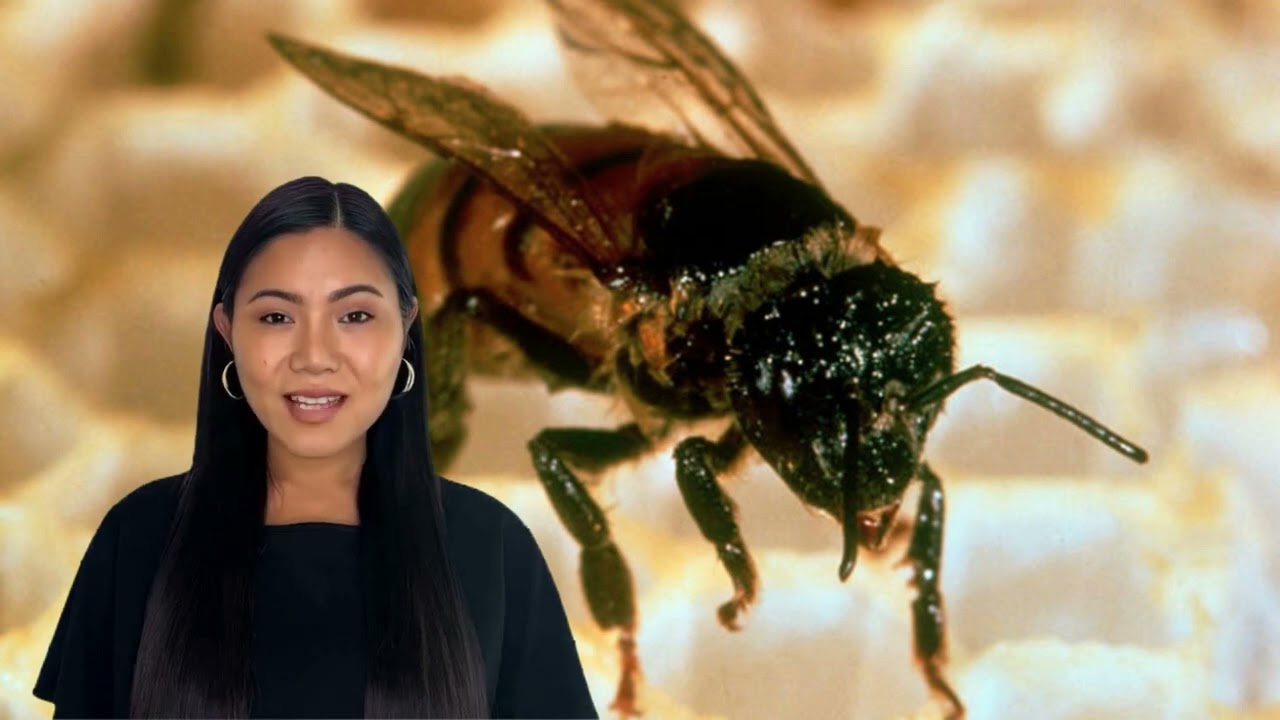 Six people killed by killer bees