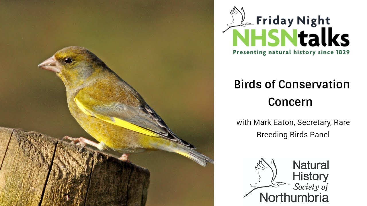 Birds of Conservation Concern