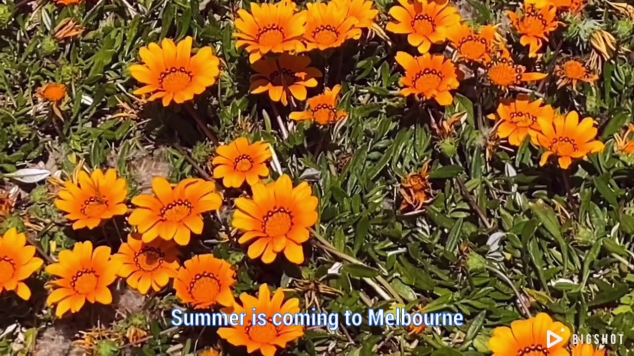 Summer coming to Mentone beach