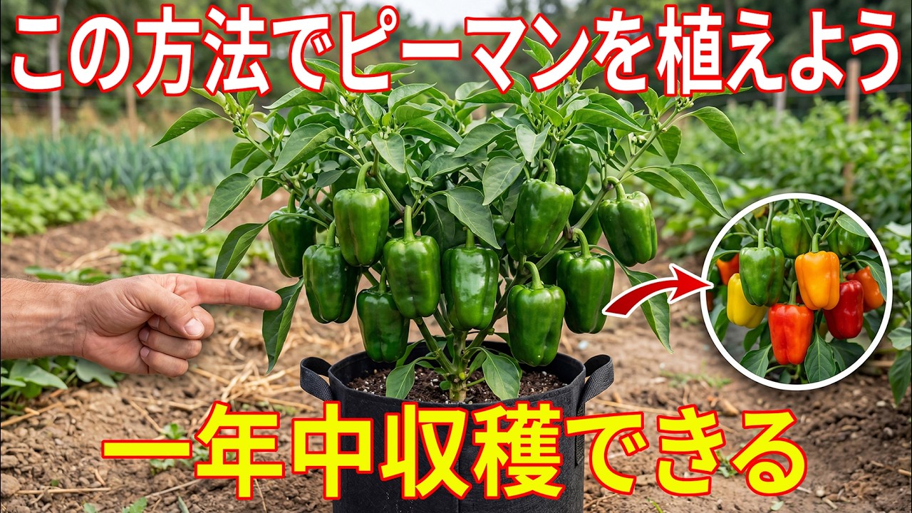この方法でピーマンを植えれば、一年中実がなる。彼らはあなたに知られたくないのです！