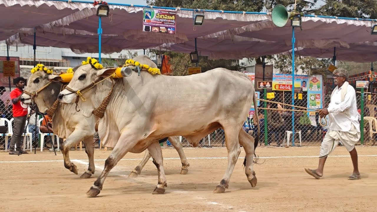 రెంటచింతల గ్రామం జూనియర్ విభాగం 💥2వ జత💥గోపాలం బ్రహ్మయ్య గారు గోపాలవారిపాలెం పల్నాడు జిల్లా💥