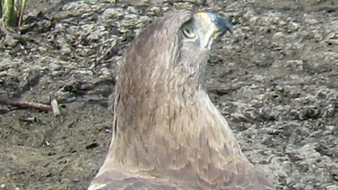 Watching an African Harrier - Hawk at the waterhole l Graceful African Raptor