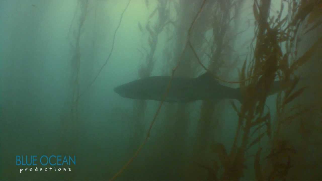 Sevengill shark filmed off Carp Reef