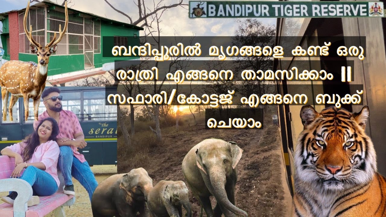 കൊടുംകാട്ടിൽ താമസിചിടുണ്ടോ? | BANDIPUR TIGER RESERVE | കോട്ടജ് വെറും 2000 രൂപക്ക് #bandipur #forest