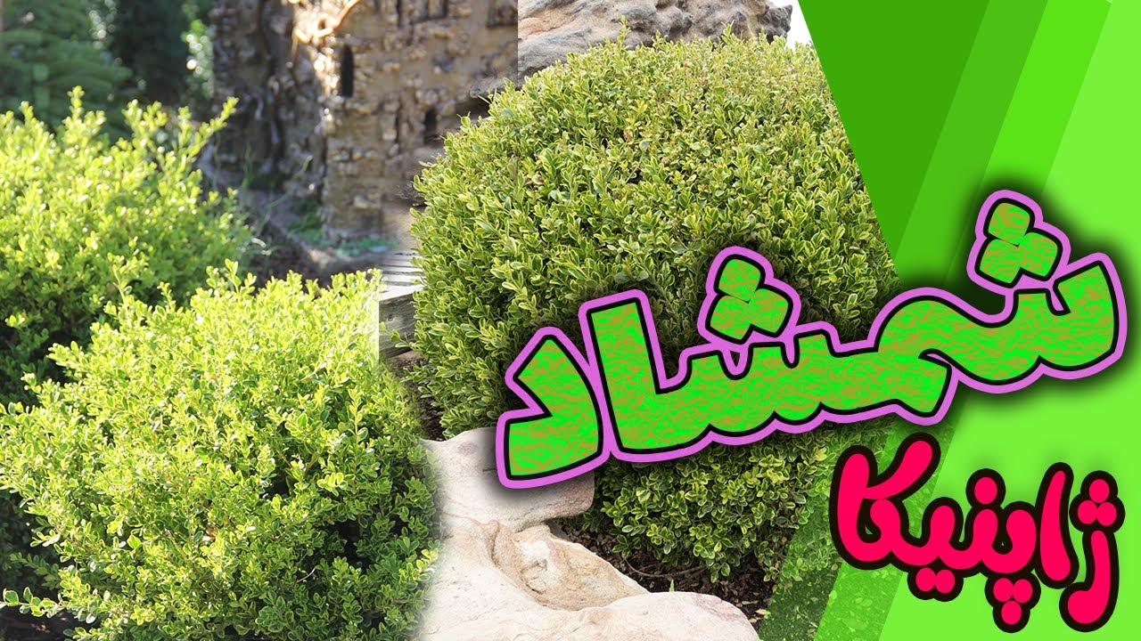 شرایط نگه داری از شمشماد ژاپنیکا✅همه چیر درباره شمشاد ژاپنیکا