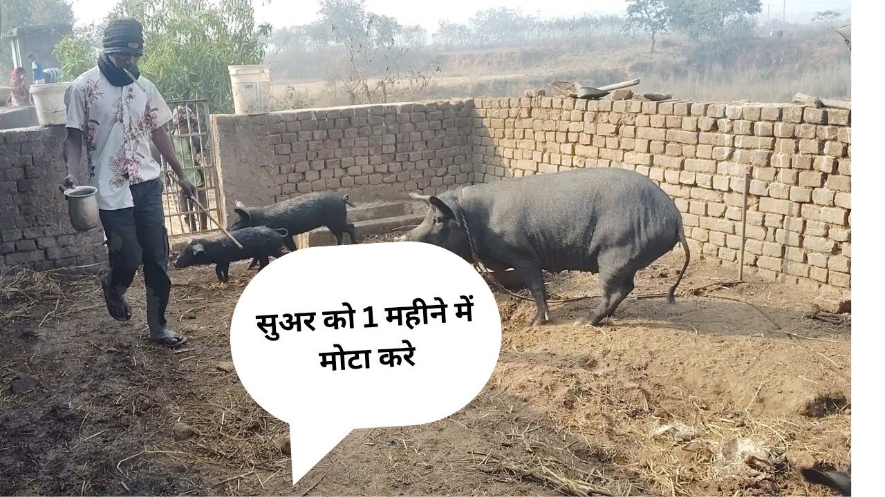 Pig farming  |suar ko jaldi Mota kese kre