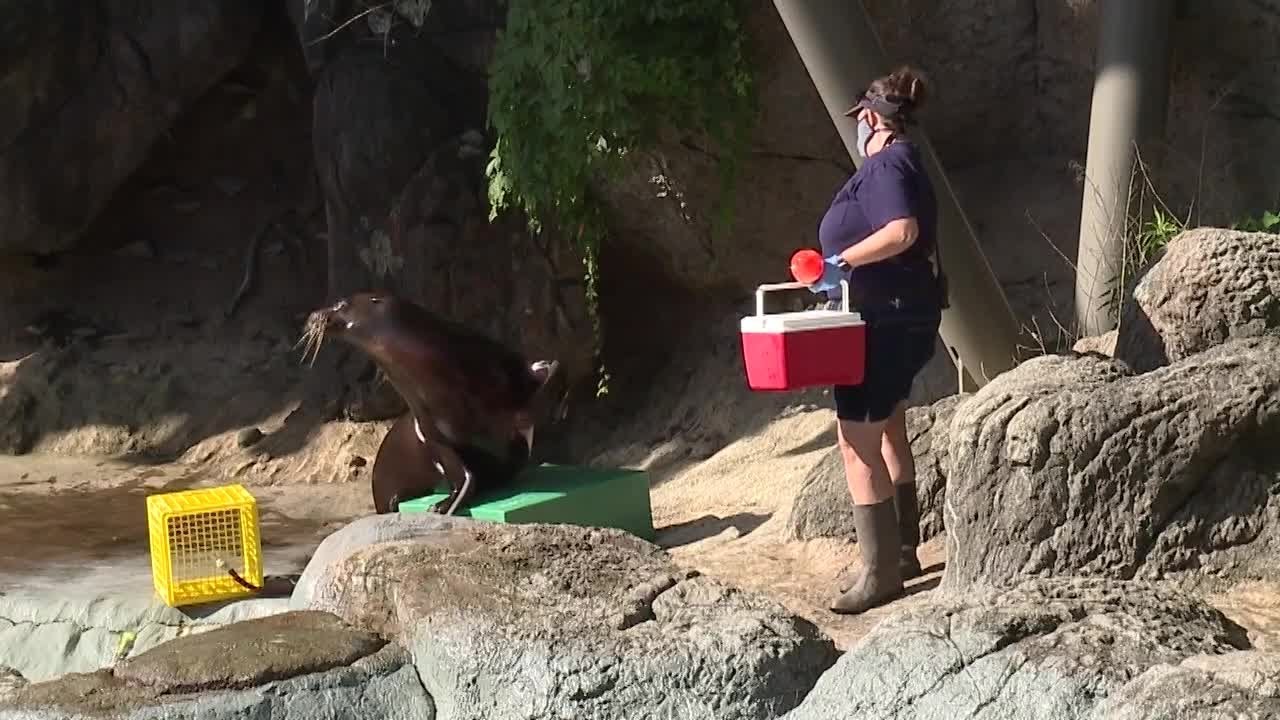 Researchers studied NC Zoo animals' reactions to no people during COVID shutdown