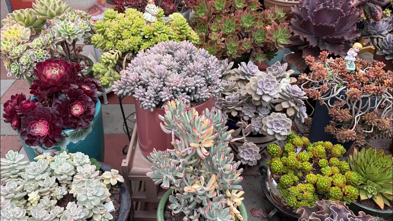 Giant and  Stunning Succulent in Late Spring