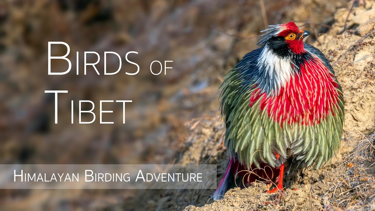 Birding in Tibet: A Himalayan Adventure | Birds of China | 1/2