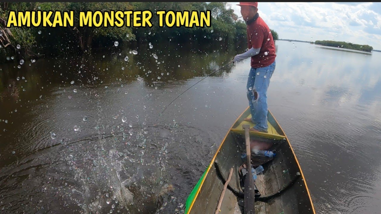 GILA TOMAN NGAMUK❗TRIPLE  STIKE  KAWAN || Mancing Toman Kalimantan
