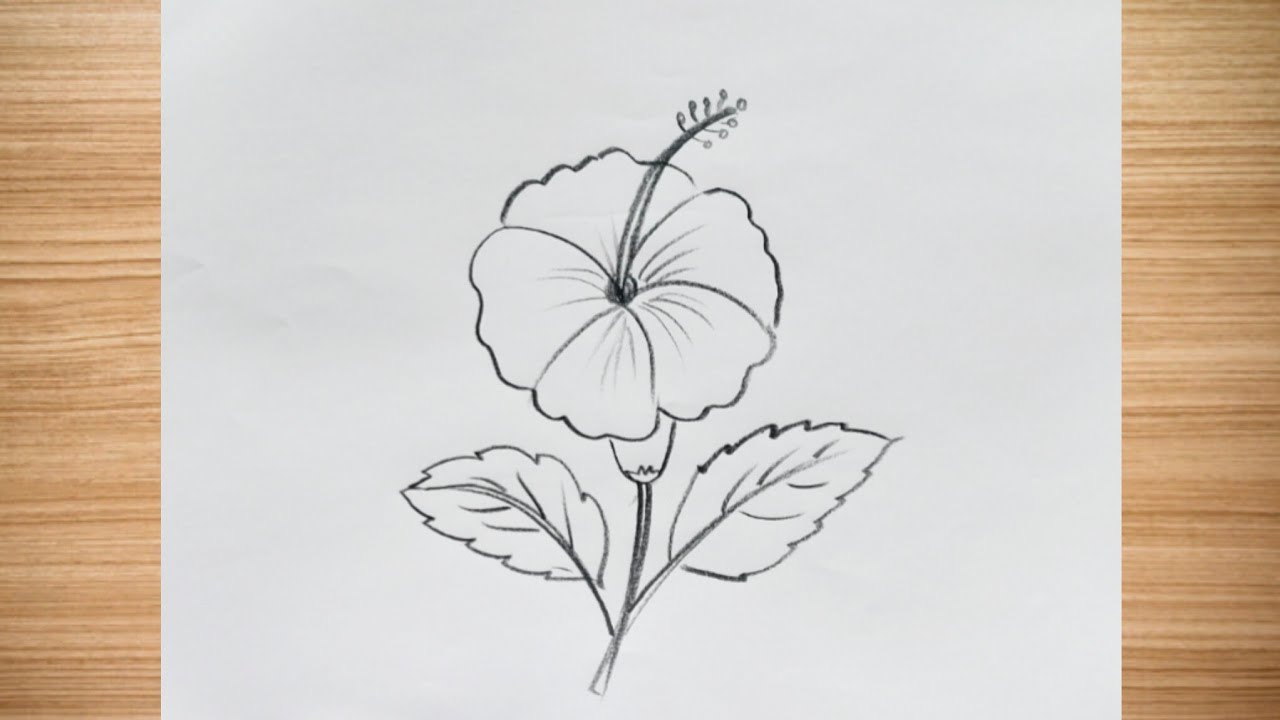 How to draw flower drawing easy step by step || flower drawing@DrawingTalent 