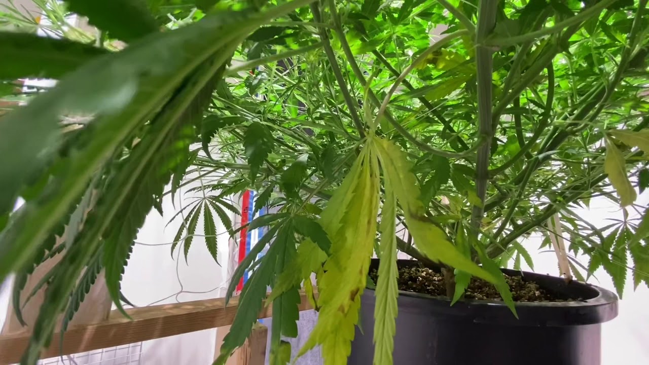 Day 24 flowering (week 4) Growing CBD cannabis