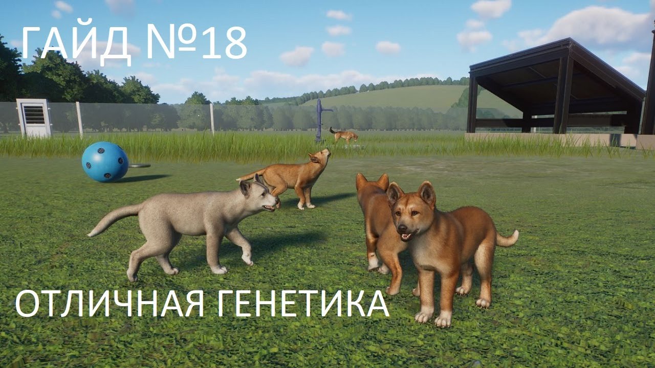 Играем в Planet Zoo Гайд №18 Отличная генетика