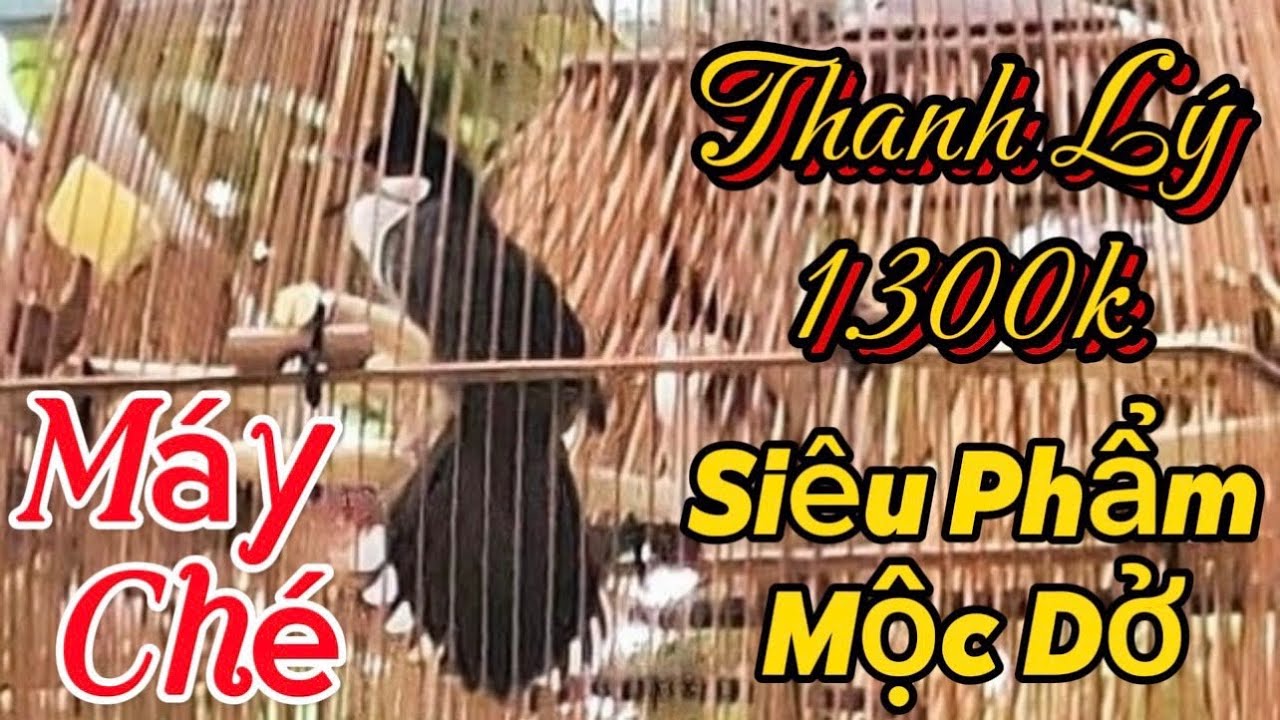 23/2 siêu CB hàng mộc rừng bẫy đấu ae bấm đki kênh để chọn 1CB hay để chơi nhá ☎️0367312855