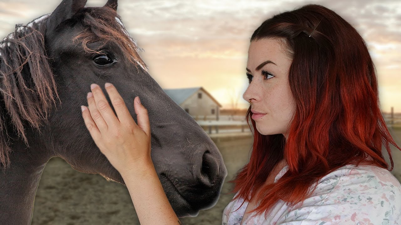 VI HAR FÅTT HÄSTAR TILL GÅRDEN! 🐴