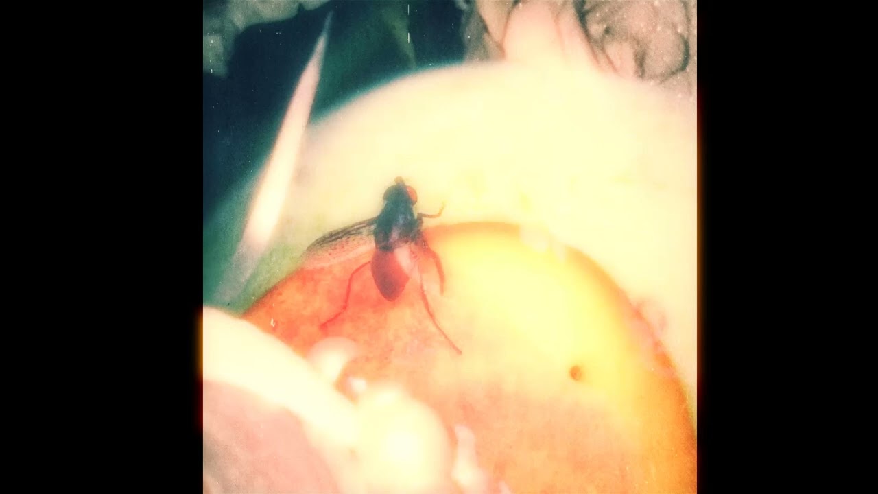 Gutterflower - “Nectarine” [Demo]