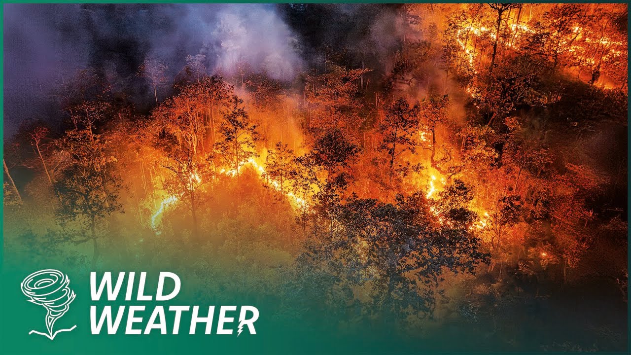 Surviving Deadly Wildfires: Eye-Witness Stories