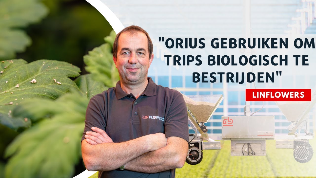 Trips nog beter onder controle door biologische bestrijding met Orius | David van Tuijl vertelt