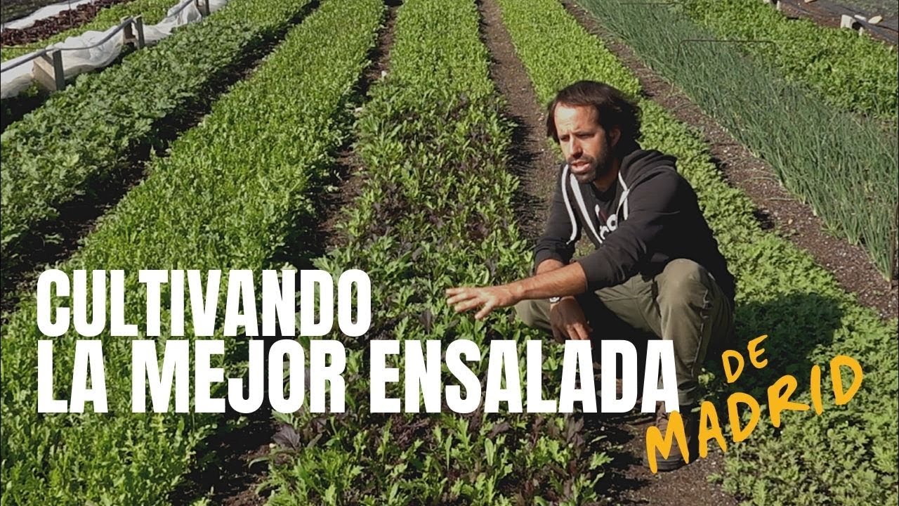 Mezclum: As&iacute; cultivamos la Mejor Ensalada de Madrid